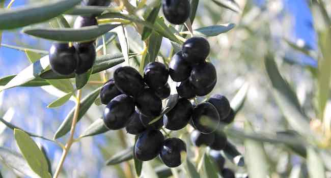 Olive Oil, Olives Galega
